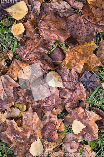 Image of dark rotting foliage