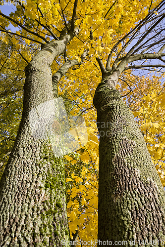 Image of foliage in autumn, bottom view