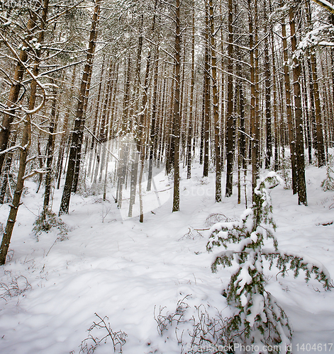 Image of snow-covered pine trees