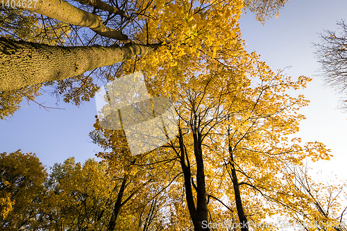 Image of Sunny day in the autumn