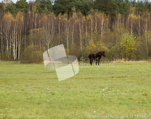 Image of golden birch foliage