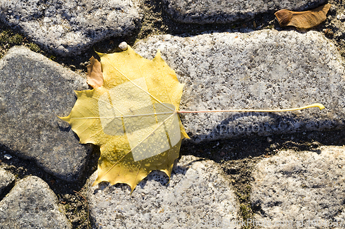 Image of road leaf drop