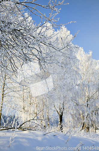 Image of snow covered deciduous birch trees