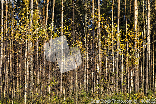 Image of golden birch foliage