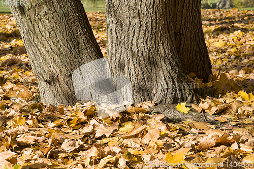 Image of dried and fallen foliage