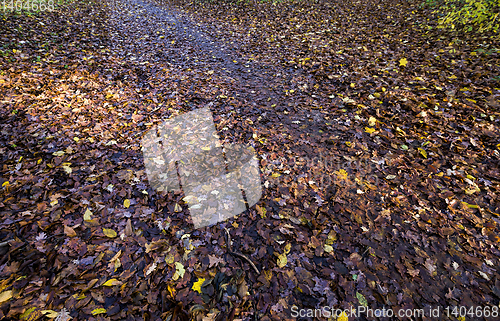 Image of old autumn foliage