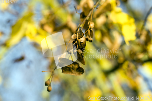 Image of Dried linden seeds