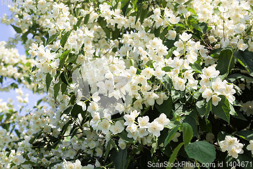 Image of white jasmine flowers