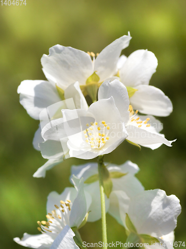 Image of white jasmine flowers