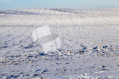 Image of After snowfall