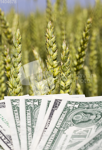 Image of one American dollar pile , agricultural business