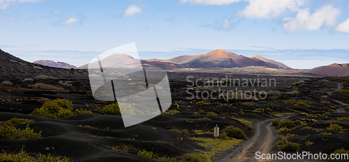 Image of Black volcanic landscape of La Geria wine growing region with view of Timanfaya National Park in Lanzarote. Popular touristic attraction in Lanzarote island, Canary Islands, Spain.