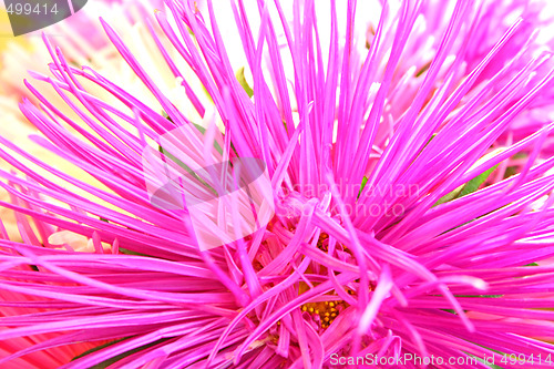 Image of Pink aster