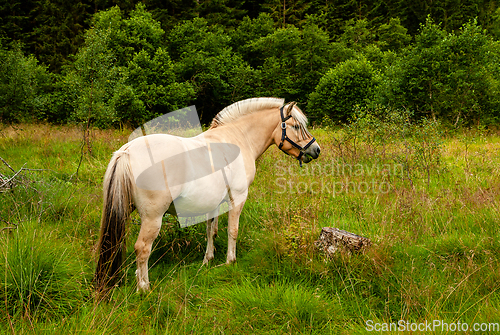 Image of horse at the edge of the forest on pasture