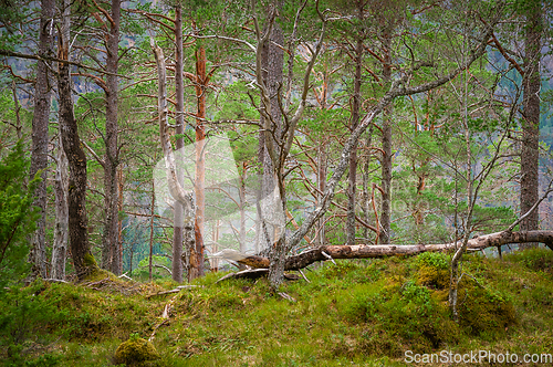 Image of old pine forest in backlight