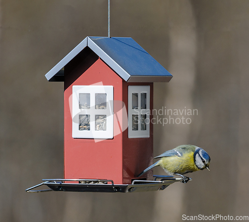 Image of titmouse sits on birdcage with seeds