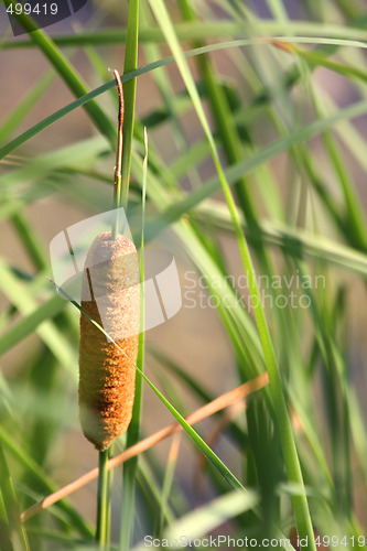 Image of Cane