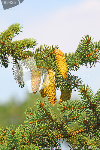 Image of Conifer branch