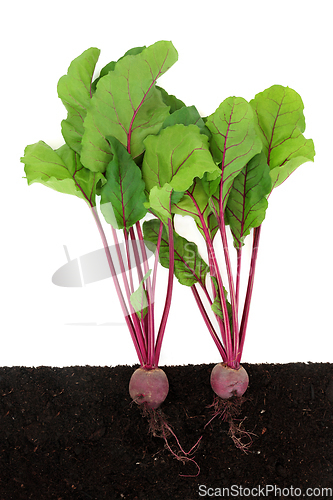 Image of Beetroot Plants Growing in Earth with Rootballs