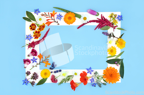 Image of Medicinal Summer Flower and Herb Background Frame 