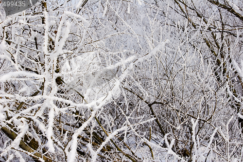 Image of frost covered trees and plants