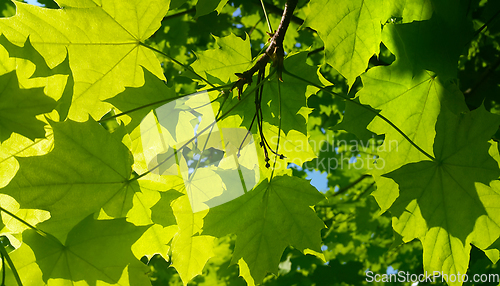 Image of Fresh green maple foliage illuminated by bright sunlight