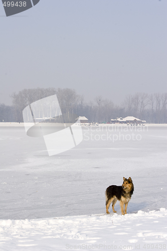 Image of lone dog standing on frozen lake