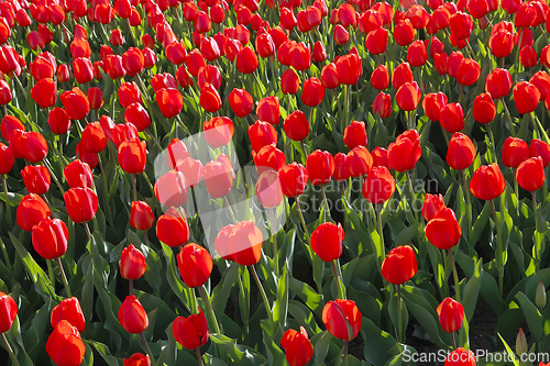 Image of Beautiful red tulips natural background