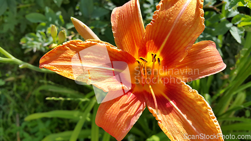 Image of Beautiful bright Orange day-lily on a sunny summer garden