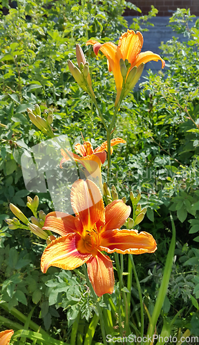 Image of Beautiful bright orange day-lily