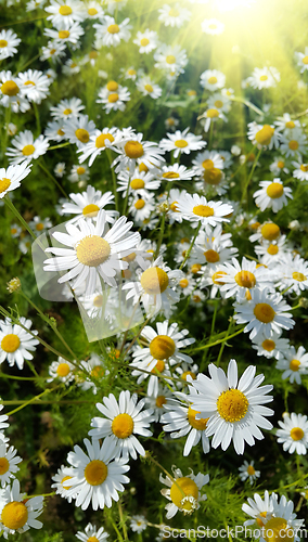 Image of Beautiful daisies in a summer field lit by sunlight