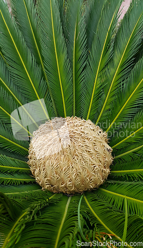 Image of Female cone and foliage of cycas revoluta cycadaceae sago palm 