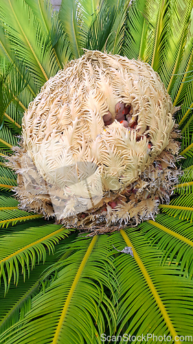 Image of Cone with fruits and foliage of cycas revoluta cycadaceae sago p