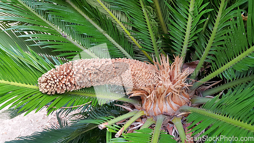 Image of Male cone and foliage of cycas revoluta cycadaceae sago palm