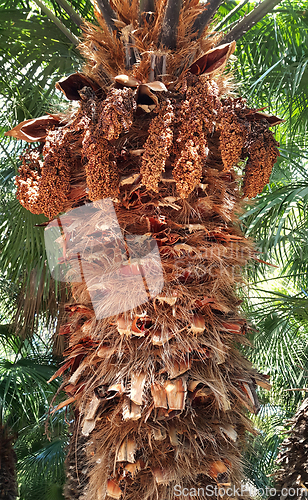 Image of Close up of the palm tree trunk