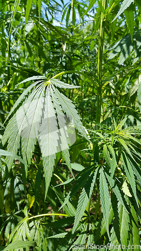 Image of Green fresh foliage of cannabis plant (hemp, marijuana)