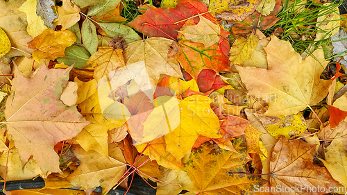 Image of Bright colorful autumn background from fallen leaves