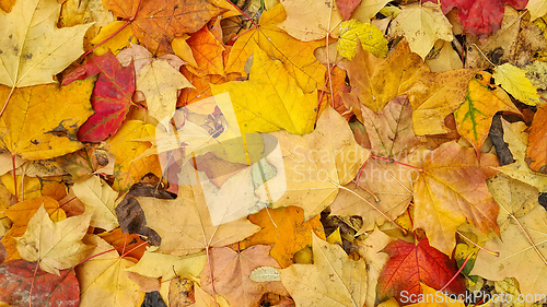 Image of Bright colorful autumn background from fallen leaves