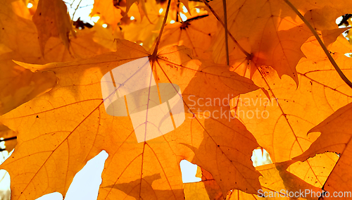 Image of Branch of autumn maple tree