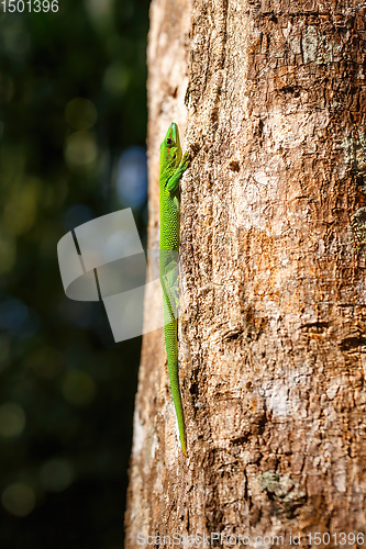 Image of green gecko Phelsuma Madagascar wildlife