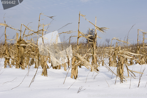 Image of maze and corn crop in field winter