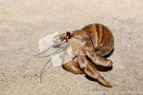 Image of hermit crab on beach in snail shell Madagascar