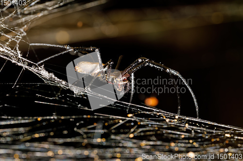 Image of white spider Nephilengys livida Madagascar