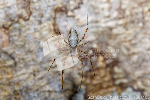 Image of orb-weaver spider spider, Madagascar wildlife