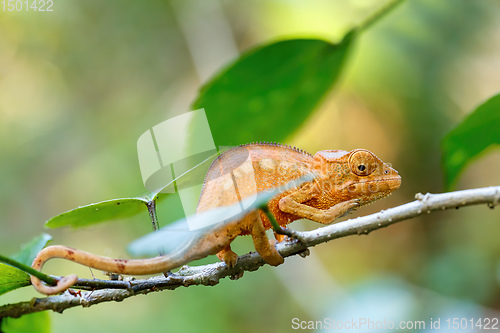 Image of panther chameleon, Furcifer pardalis, Madagascar