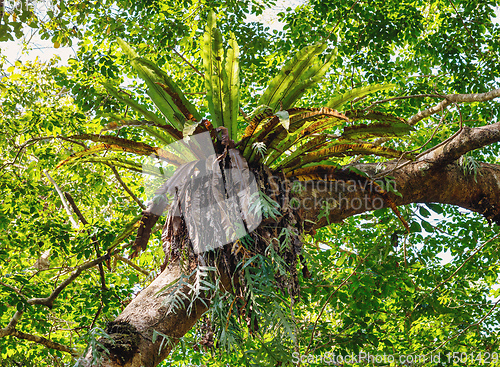 Image of rainforest in Masoala national park, Madagascar