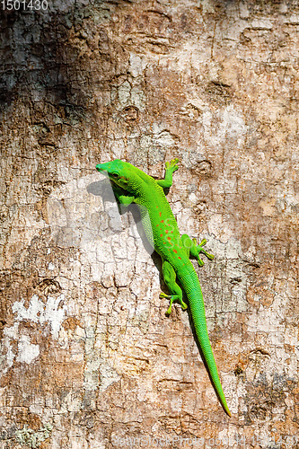 Image of green gecko Phelsuma Madagascar wildlife