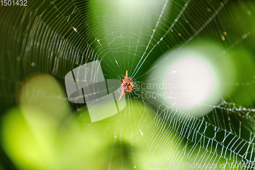 Image of Spiny orb-weaver or crab spider madagascar