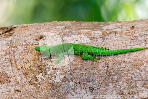 Image of green gecko Phelsuma Madagascar wildlife