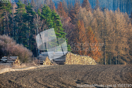 Image of Piled logs of harvested wood